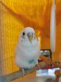 ローカル 飯田橋(Local)&nbsp;セキセイインコ飼ってます☆