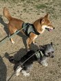 ツインエイト(Twin eight)&nbsp;うちのワンコ達です！柴犬とチワプです♪