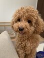 ヘアーアンドデザイン アトリエ(atelier)&nbsp;愛犬トイプードル。チョコ君