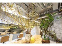 【Canna/植物】週替りの花が新鮮で新しい【Canna】の表情を映し出す