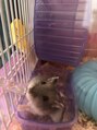 ハコ(HACO) ハムスター飼いました♪