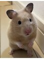ヘアー マテリアル(hair material)&nbsp;ペットのキンクマハムスター！