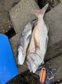 イシハラ(Ishihara) 錦江湾での捕れた鯛趣味釣りです