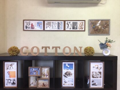 コットン(Cotton)の写真