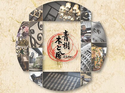 青樹　木と風の写真