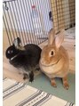 リアン 平塚(Lien)&nbsp;うさぎを飼ってます♪