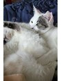 あるじゃんすー 千葉店 実家の猫ちゃんが可愛くて、早く会いたいです♪♪