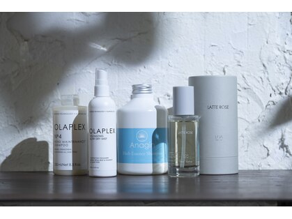 シロ(Shiro)の写真