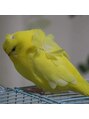エミュー 上大岡店(emue)&nbsp;小鳥が好きでインコ4羽飼っています。