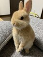 ココイロ(COCOIRO)&nbsp;うさぎ飼い始めました。