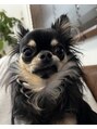 イズ(is) 愛犬　チョコ