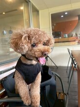 ルーミー(ROOMY)&nbsp;BEN 