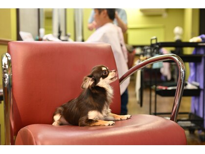 アルモニ(hARmoNiE)の写真