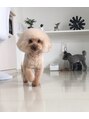 ロニーヘアーアンドネイル(Ronnie) わが家の愛犬です。もう14歳と8歳ですが、元気いっぱいです！