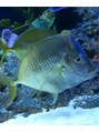 アズーラ豊田(AZURA)&nbsp;このさかなLook downというんです。造形的に刺激を受けます。