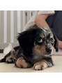 リンク(Linc.)&nbsp;最近チワックス飼い始めました、可愛すぎて滅！