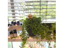 クレアムール(Creamoeur)の雰囲気（植物の上に可愛いフクロウが♪）