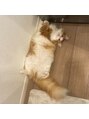 ヘアリゾート粋 新宿三丁目本店 猫飼ってます！猫好きさんは是非お話ししましょう！！