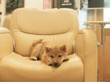 神名美容室 ゴッドドッグ(goddog)の雰囲気（店長のタマです）