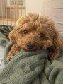 ラシクヘアーライフ(Rashiku Hair Life) 我が家の大切な家族チュロです。^ - ^