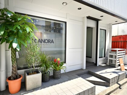 カノラ(CANORA)の写真