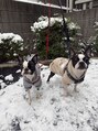 ブルーム コスタ(Blume COSTA)&nbsp;私の愛犬達です^^