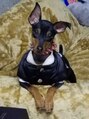 バッチョ ヘアーアンドスパ(BACCHO) ミニチュアピンシャーを飼っています。犬に限らず何でも好きです
