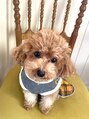 ミュー(miyuu) 愛犬のるるちちゃんです!スキップしながら後ろをついてきます笑