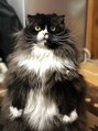 フラミューム 本厚木店(flammeum) 猫と住んでます!スコティッシュフォールドのうちゃろうです!