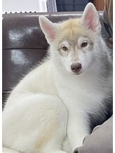 アヴィスヘアワークス(Avis Hair Works)&nbsp;ルベル 秘書