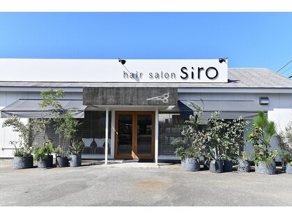 シロ(siro)の写真