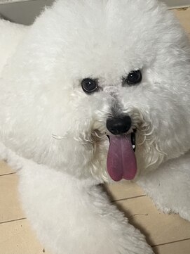 ガーフィー(garfy) シャンプー周期について