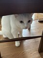 エイクス 千葉(AQs)&nbsp;私の可愛がっている猫です。瞳の色がオッドアイです！