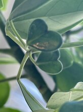 ココシャイン(Coco Shine)&nbsp;野呂 史子