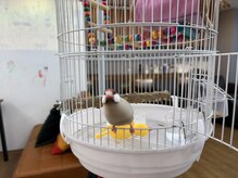 オリーブの家の雰囲気（我が家の主の文鳥のぶんたんがお出迎えします♪）