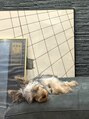 ディスコネクト(DISCO-N-NECT) 休日は愛犬のモモちゃんをシャンプー♪我が家の癒し担当です^^