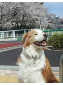 犬だけどウルフカット