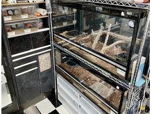 ヘアーサロン ジーバーズ(G-Bar's)の雰囲気（爬虫類の展示も実施中/個体によっては購入も可能です！）