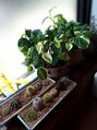 ヘア ロココ(hair LOCOCO)&nbsp;植物を育てて癒されてます♪♪