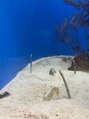 アース コアフュールボーテ 上越店(EARTH coiffure beaute) 大好きなチンアナゴです♪オススメな水族館教えてください!