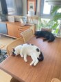 ヨーヨ(yo/yo)&nbsp;我が家の猫たちに癒されてます！