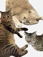 ベル(BELL) お家でニャンズが待っています