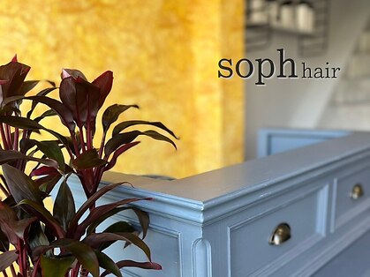 ソフ(soph)の写真