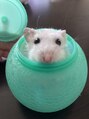 ブレスバイファースト 富谷店(Breath by first)&nbsp;最近飼い始めたジャンガリアンハムスターのポテトくん(^^♪