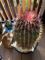 ヘアオアシス 植物沼にハマっちゃってます笑