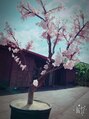 美容室ぱふ 土浦店&nbsp;沖縄の桜