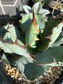 エムタニグチミュー(MTANIGUCHI Mieux)&nbsp;植物大好き。写真はアガベBBです。