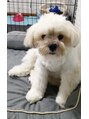 ヘアーミシカ(hair MISICA)&nbsp;愛犬君です、ワンちゃんも大好きです♪