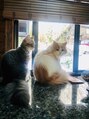 リバティーエー 西大島店(LIBERTY-A) サイベリアンのラキ君・ルカ君です！猫好きな方お声がけください
