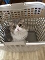 ミルコ 東川口店(milco) スコティッシュフォールドのつなちゃんです♪